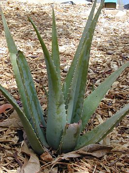 266px-Starr_011104-0040_Aloe_vera.jpg